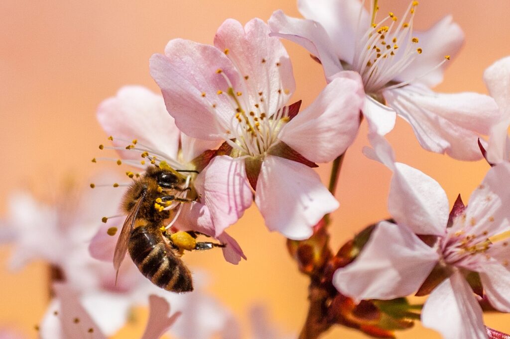 bee, insect, honey bee-5219887.jpg